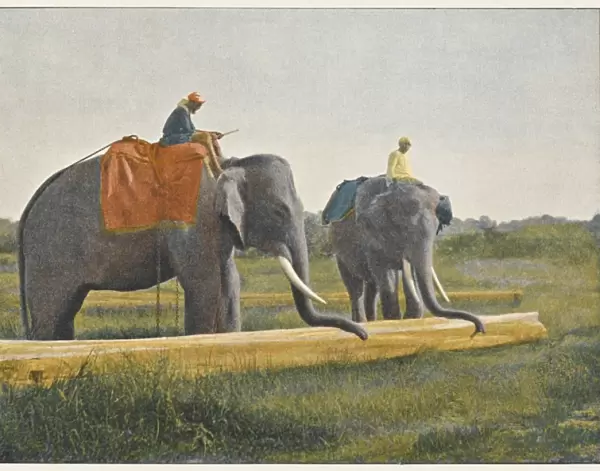 Elephants Working 1890S