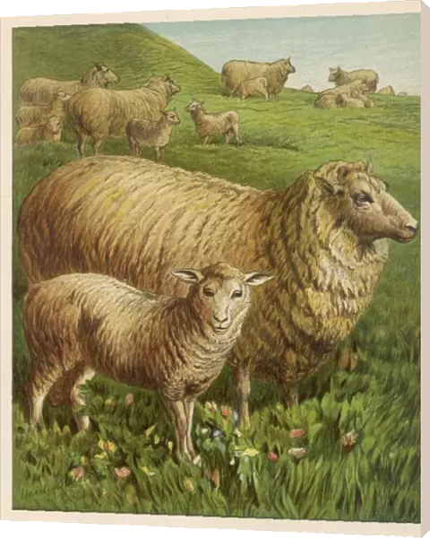 Sheep & Lambs 1877