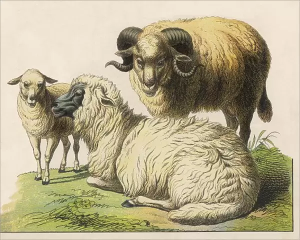 Three Sheep 19C