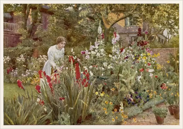 Garden  /  Mrs Spooner 1908
