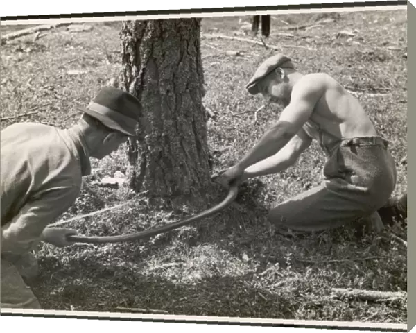 Sawing a Tree