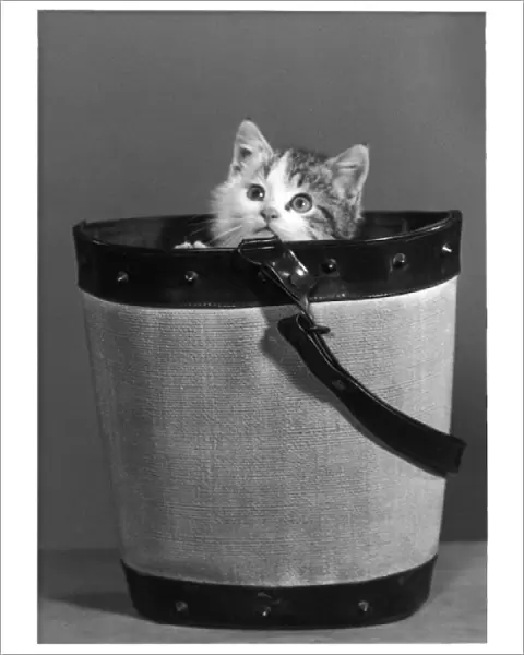 Kitten in Bucket