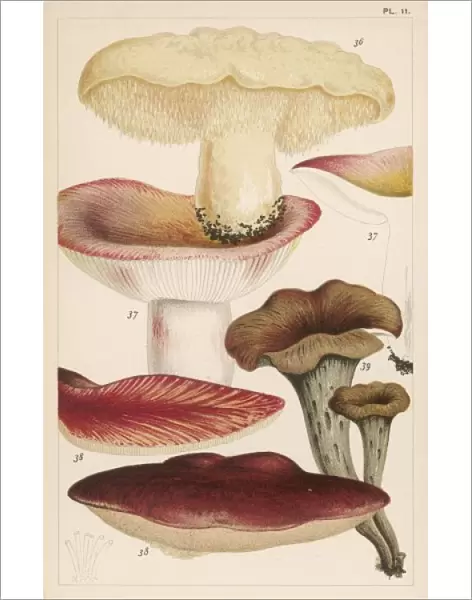 Mushrooms  /  Various