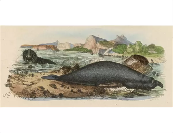 Elephant Seal 1838