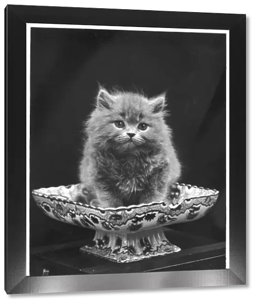 Blue Persian Kitten  /  1936