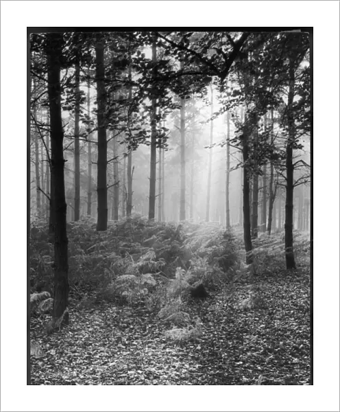 Misty Wood 1930S