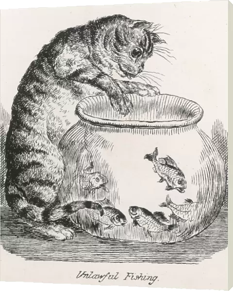 Cat and Goldfish