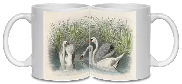Three Swans