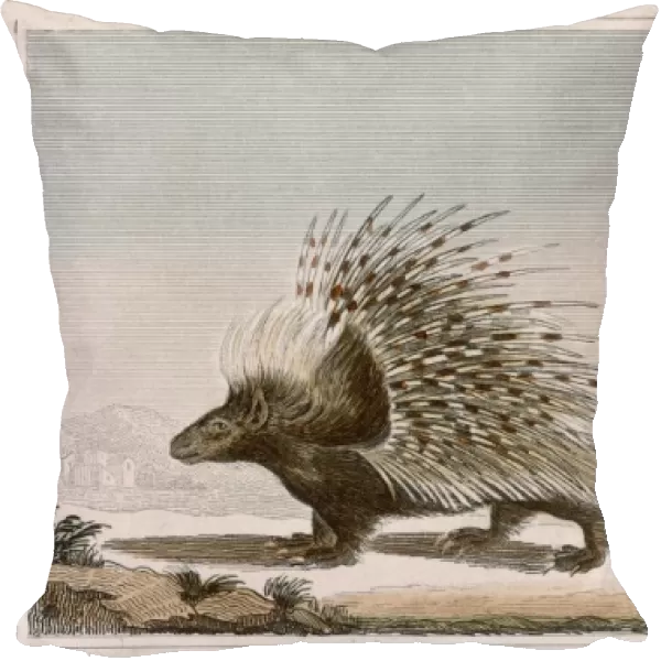 PORCUPINE. Rodent quadruped of the hystericidae family