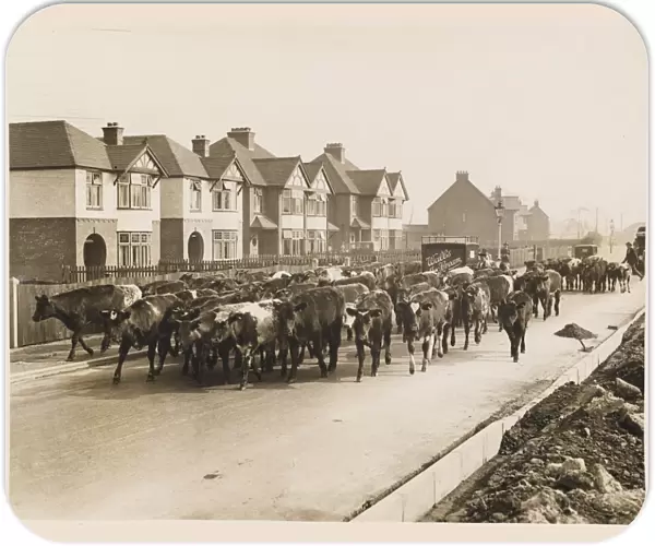 Cattle Going to Market