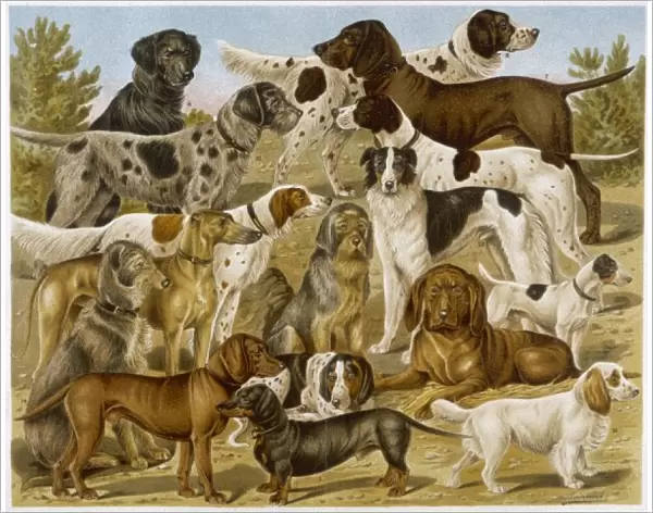 Group of Many Dogs