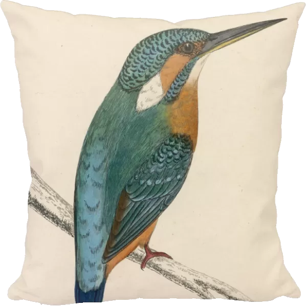 Kingfisher  /  Morris