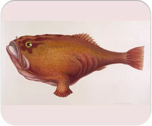 Red Angler Fish  /  1849