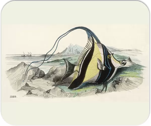Pennant Fish  /  1860