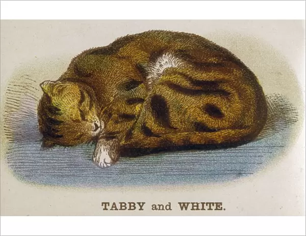 Tabby and White Cat