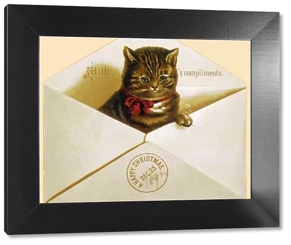 Cat in Envelope