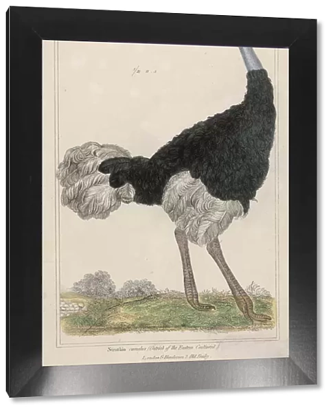 Ostrich (Anon)