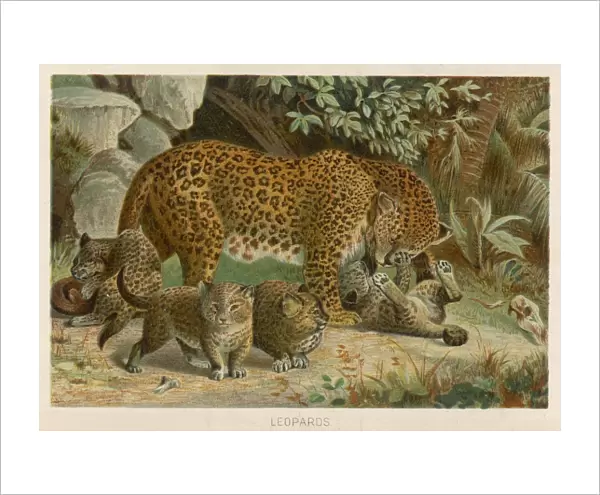 Leopard and its Young