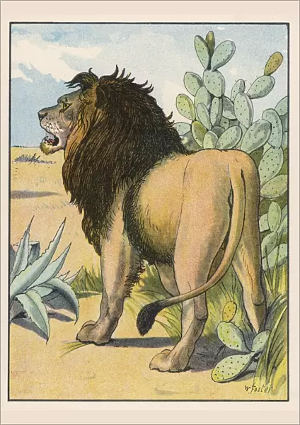 Lion in the Desert
