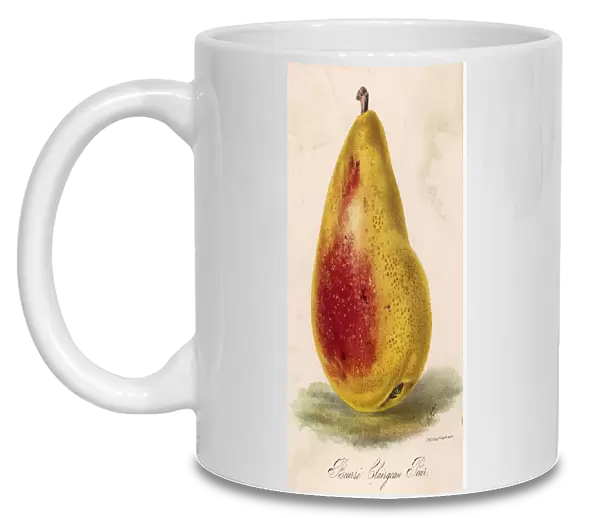 Pear  /  Beurre Clairgeau
