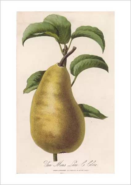 Pear  /  Van Mons Leon