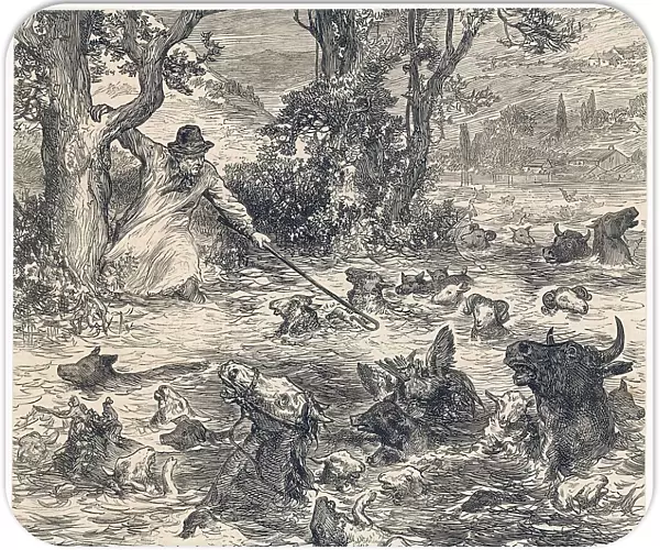Animals in Flood