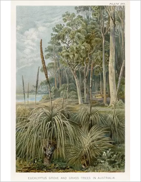 Eucalyptus - Australia