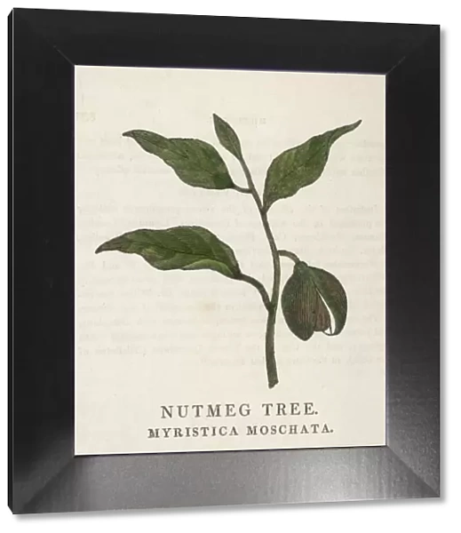 Nutmeg  /  Family Herbal