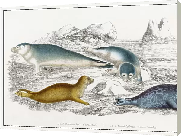 Seals  /  Illustration