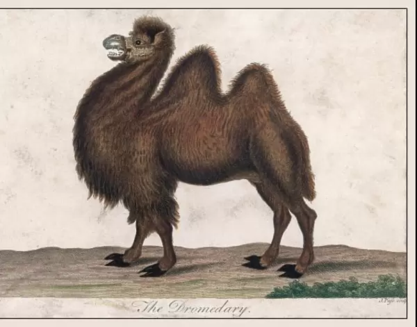 Dromedary Camel C1820