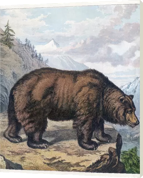 Brown Bear Kronheim