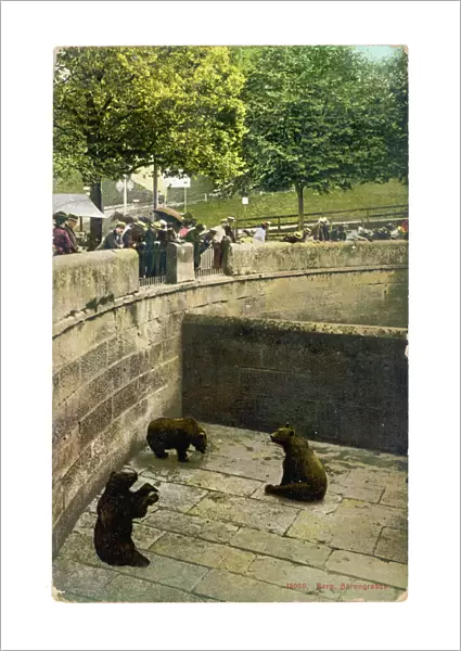 Bear  /  Zoo in Switzerland