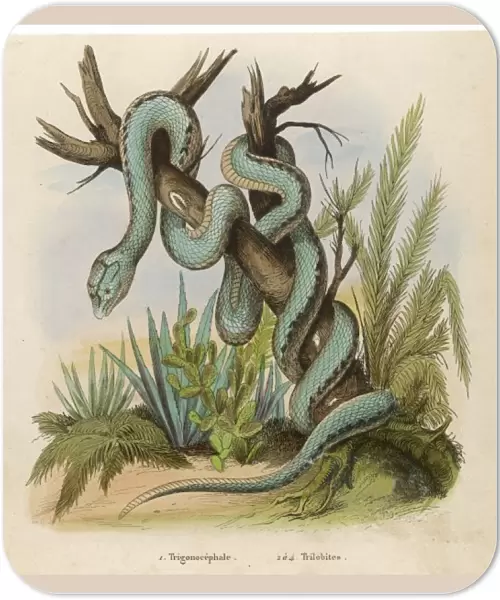 Snake  /  Trigonocephalus
