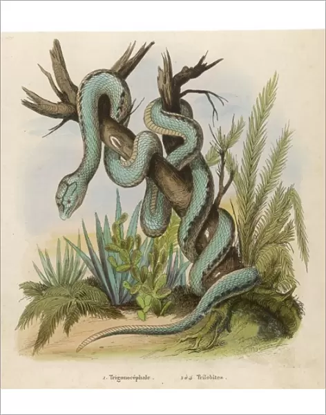 Snake  /  Trigonocephalus