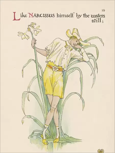 Plants  /  Narcissus