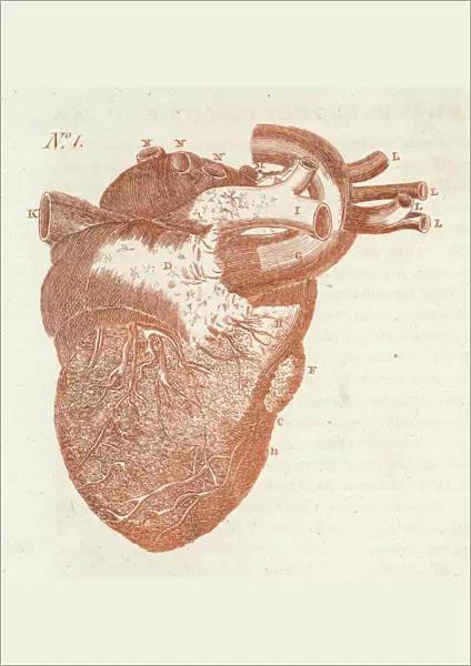 Anatomy  /  Heart  /  Sibly