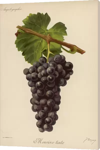 Black Grape Froncy