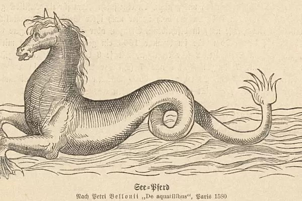 Mythical Sea Horse