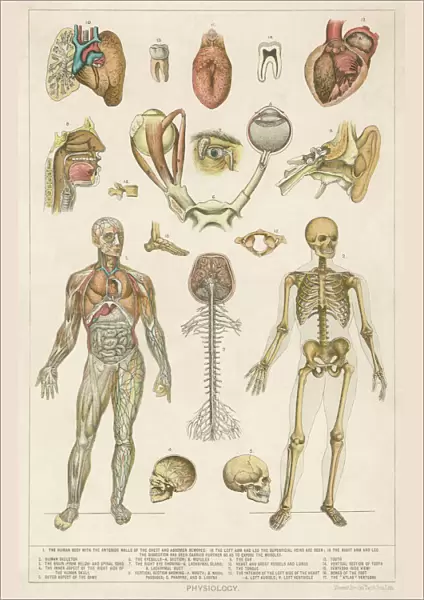 Anatomy  /  Various Parts