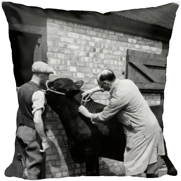 Vet Gives Tb Jab to Cow