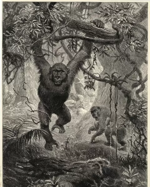 Gorillas in the Jungle