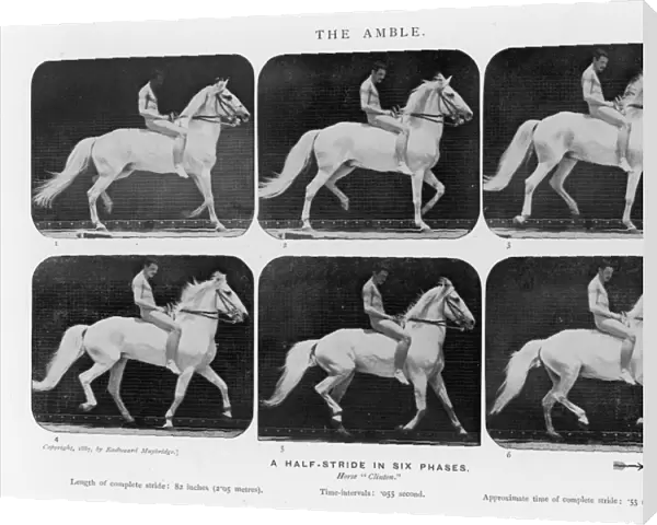 Muybridge - Horse Amble