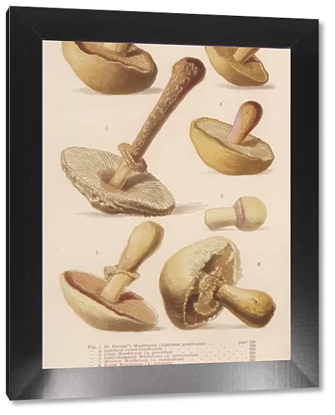 Mushrooms Walsh 1-6 1873