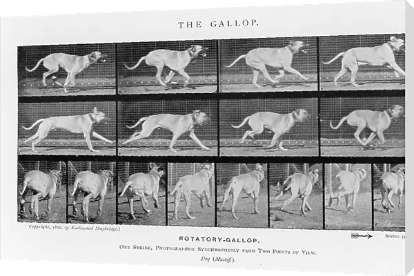 Muybridge - Dog Gallop 2