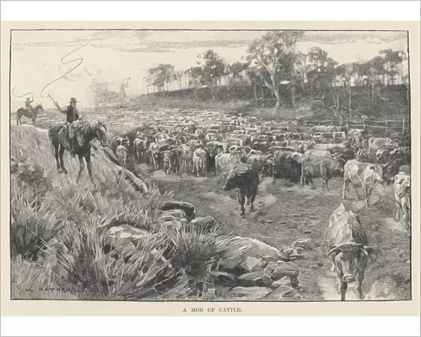 Australia - Cattle