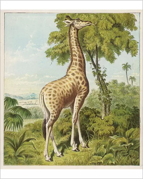 Kronheim  /  Giraffe