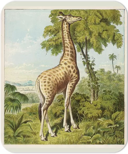 Kronheim  /  Giraffe