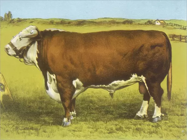Cattle  /  Hereford Bull