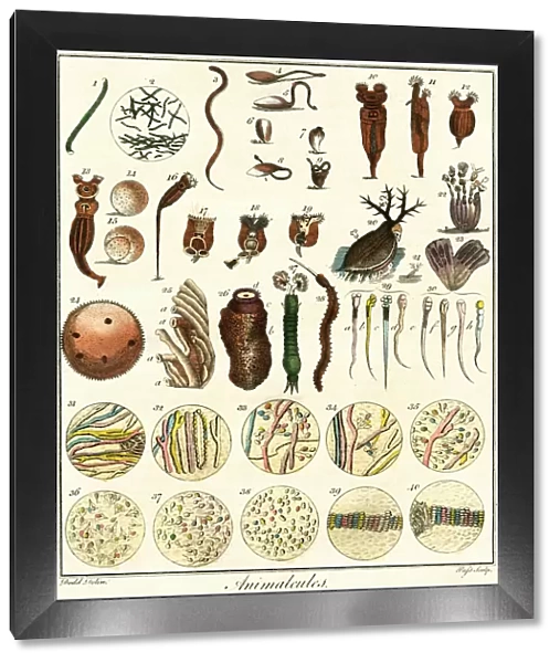 Microscopic Marine Life