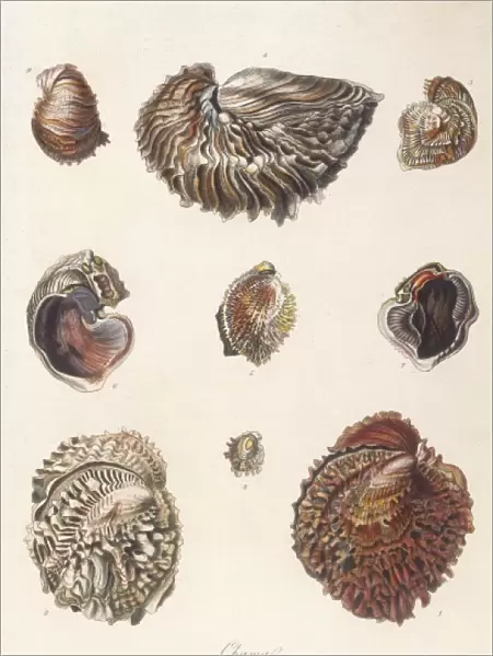Various Shells 1835